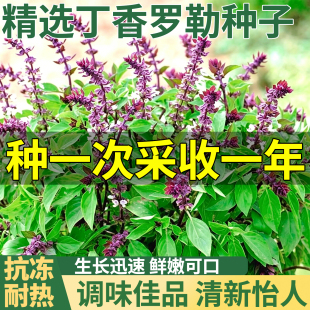 浓香型丁香罗勒净化调味叶片芬芳阳台盆栽四季可食用香草种子种苗