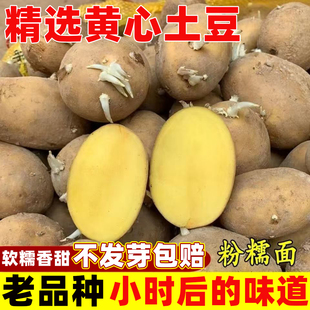 黄心土豆种孑高产带芽早熟土豆种原种马铃薯种子蔬菜种籽四季大全