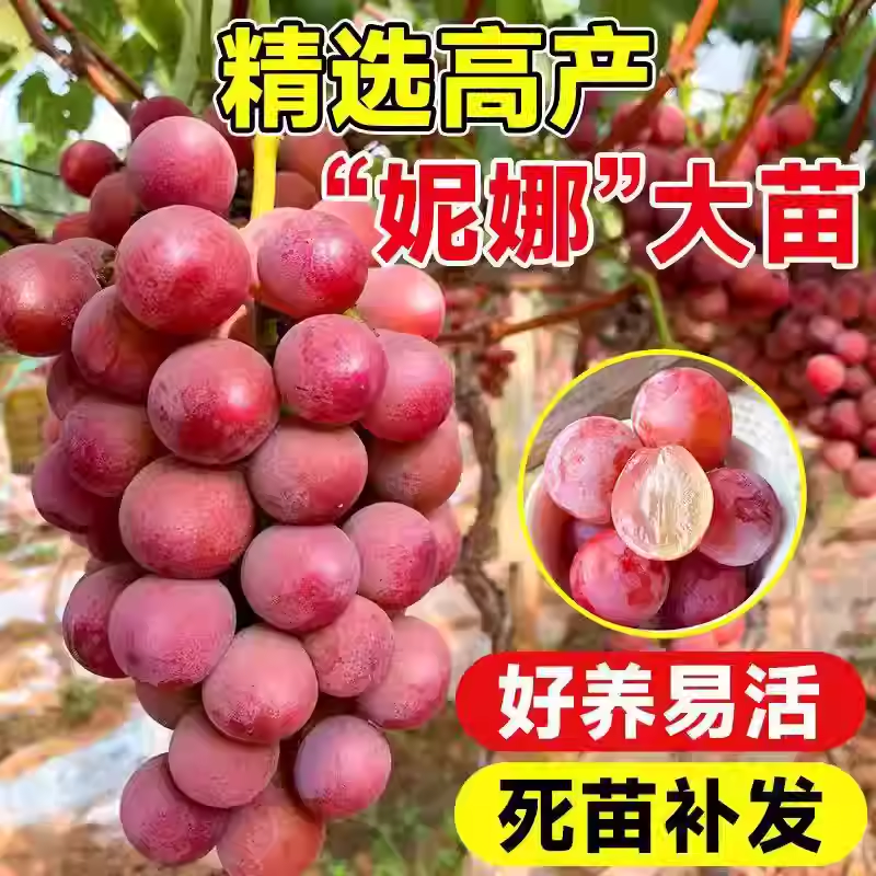 妮娜葡萄树老桩巨峰葡萄树苖阳光