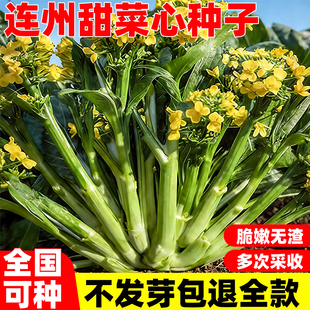 连州甜菜心种子广东迟菜心种籽农家阳台盆栽四季蔬菜清甜爽脆菜心