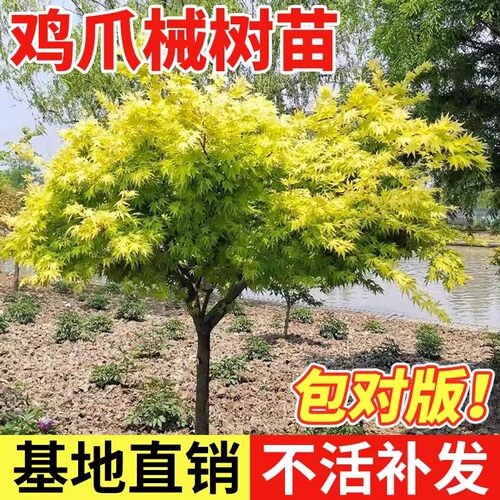 鸡爪槭树苗原生苗小叶鸡爪枫大