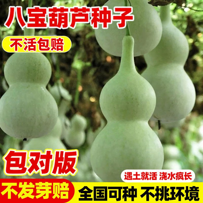 八宝葫芦种子文玩葫芦籽种春秋四季阳台特大巨型葫芦种栽盆蔬菜孑