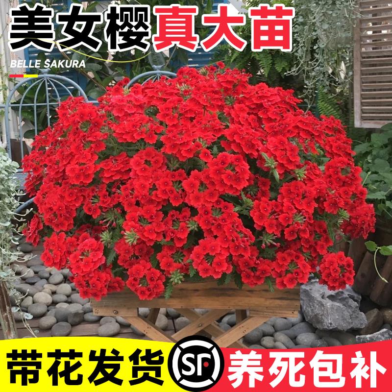 细叶美女樱盆栽花卉绿植室