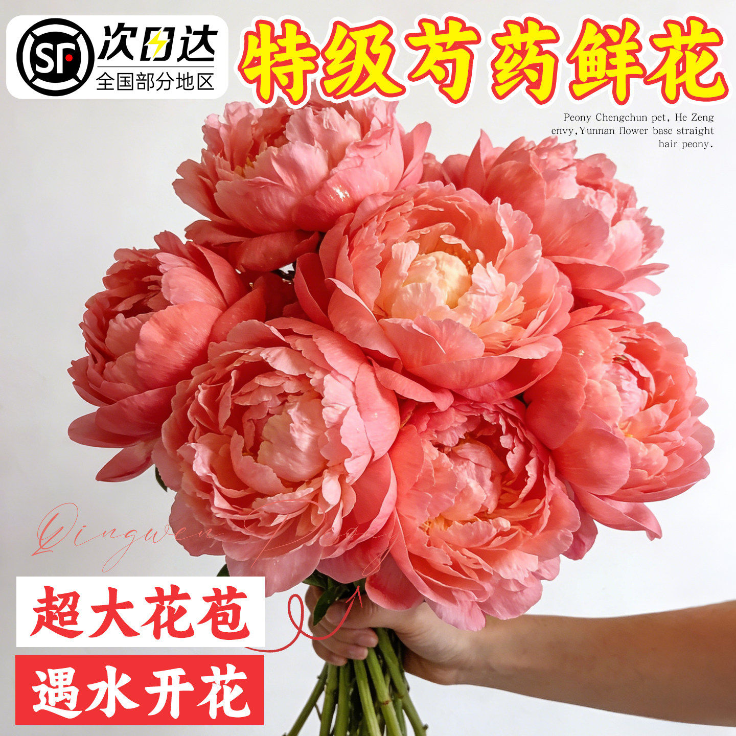 芍药鲜花云南直发重瓣芍药鲜切花