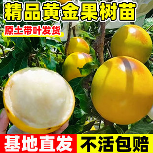 嫁接黄晶果树果苗南北方种黄金果苗久蜜冬蜜早熟盆栽四季当年结果
