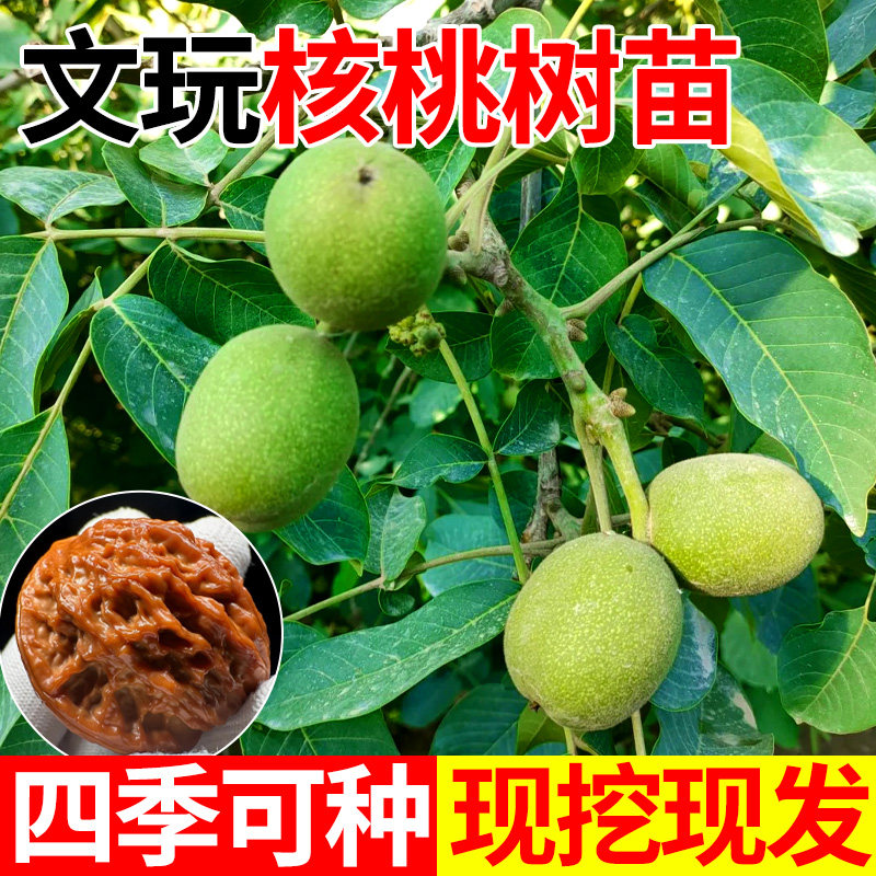 文玩核桃树苗京八棱盆栽头宫灯三棱核桃苗蛤蟆头门墩四座楼白狮子 - 实物图