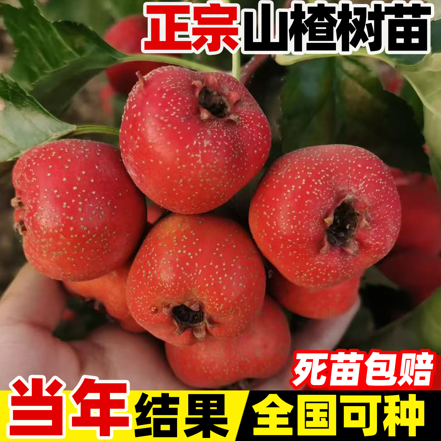 山楂树活苗大五棱甜红子山楂苗盆