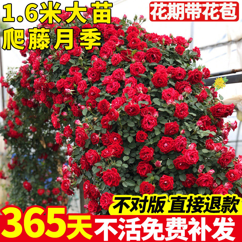 蔷薇花苗藤本月季特大浓香庭院爬藤花卉植物阳台玫瑰盆栽春秋开花