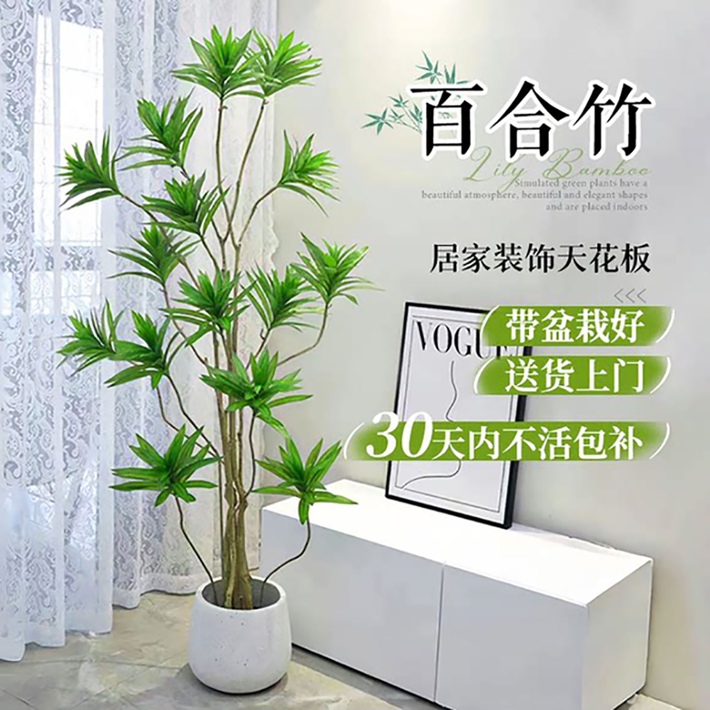 金边百合竹客厅绿植大型盆栽室内