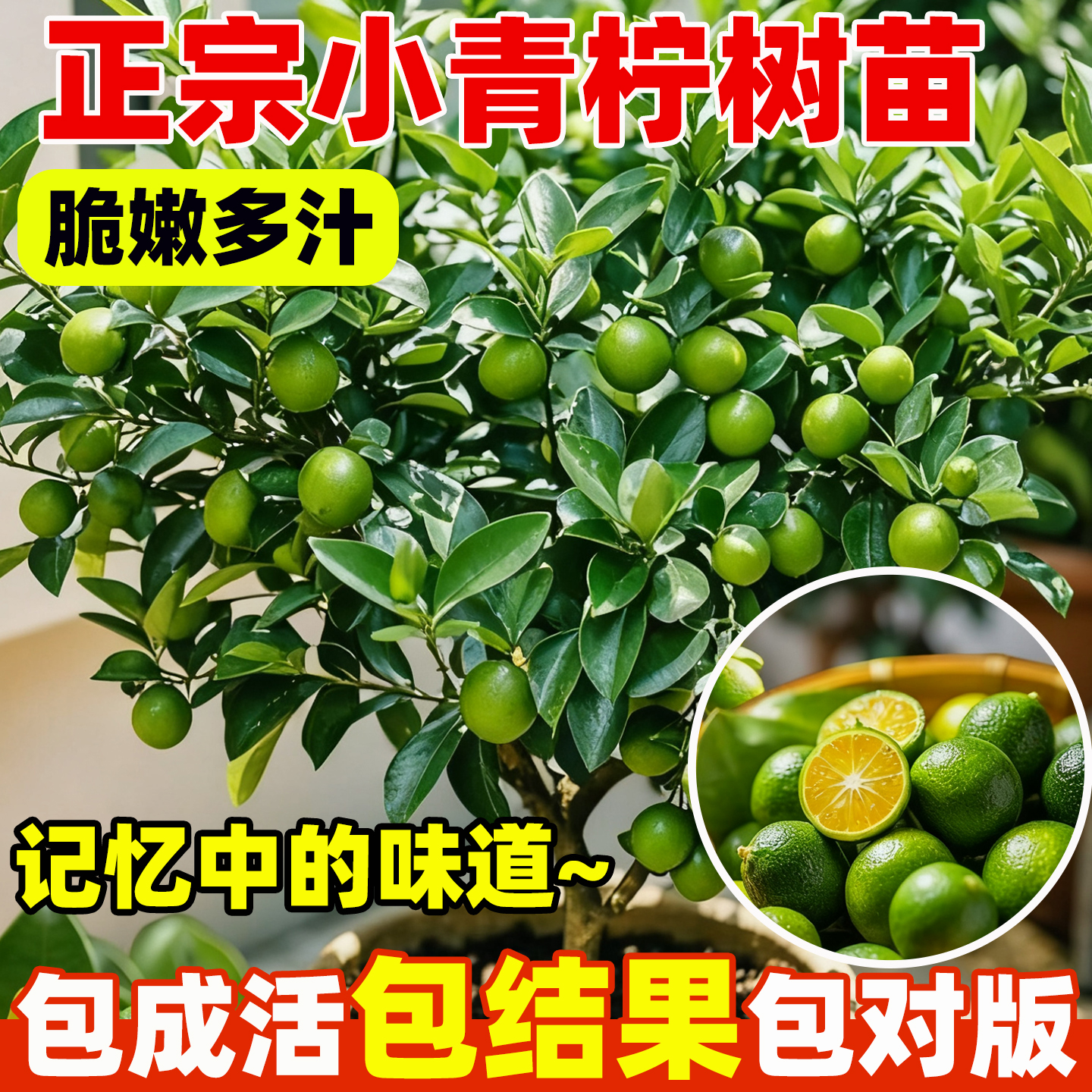 小青柠树苗海南小青桔金桔树香水柠檬树盆栽带果庭院阳台果树果苗
