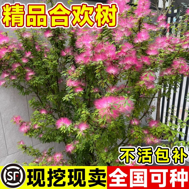 合欢花树苗绒花树行道风景大树庭院耐寒旱工程绿化乔木南北方种植