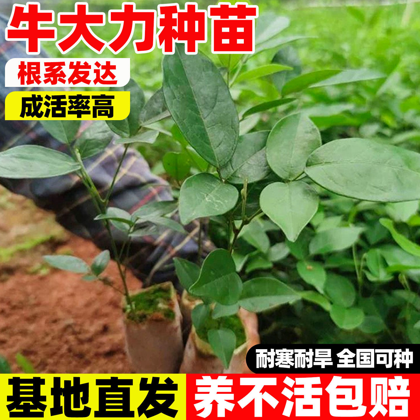 牛大力树苗高产细叶野生种植正宗中叶牛大力苗改良结薯快带土带叶