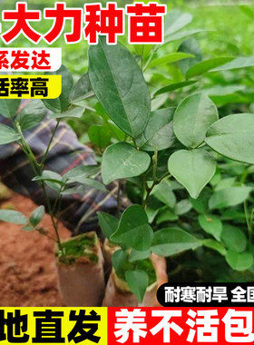 牛大力树苗高产细叶野生种植正宗中叶牛大力苗改良结薯快带土带叶