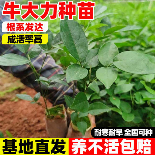 正宗中叶牛大力树苗高产细叶野
