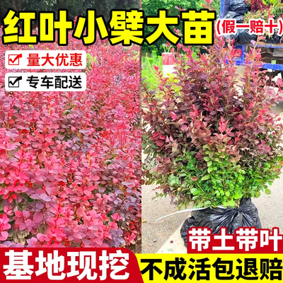 红叶小檗苗紫叶小波苗别墅庭院绿
