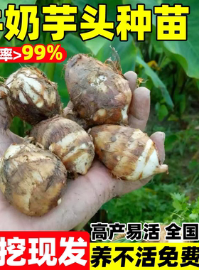 正宗湖南牛奶芋头种子毛芋头种苗
