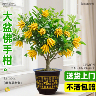佛手柑盆栽带果可食用阳台植物树苗盆景室内外绿植鲜切水果树大苗
