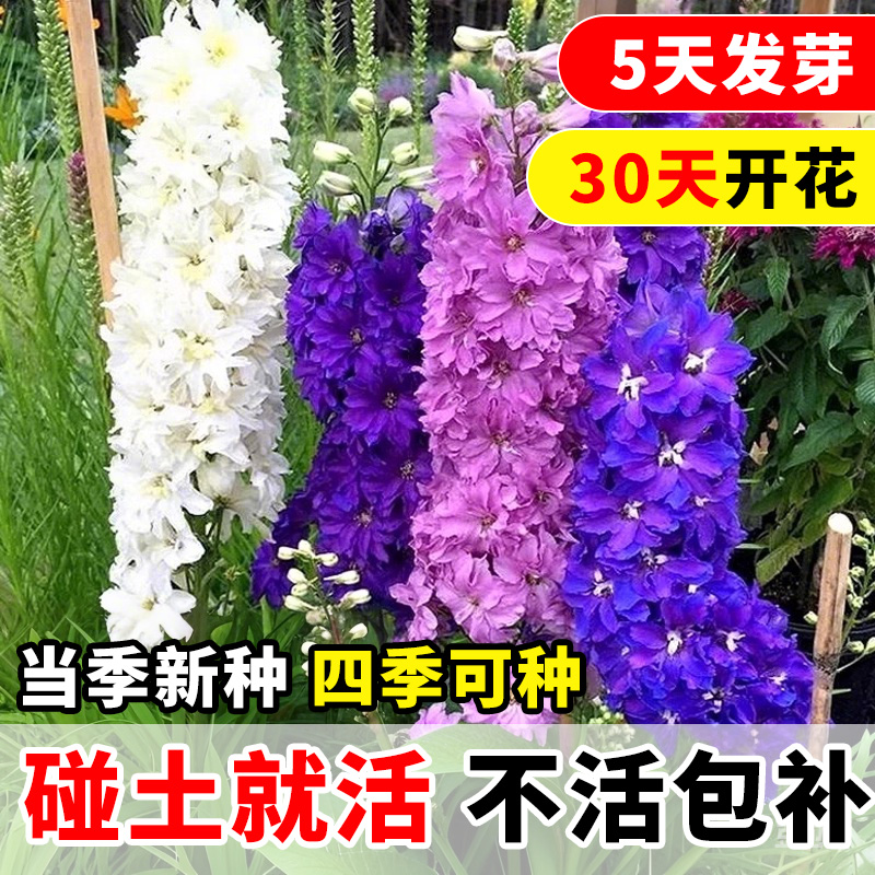 大花飞燕草花种重瓣草种子植鲜切