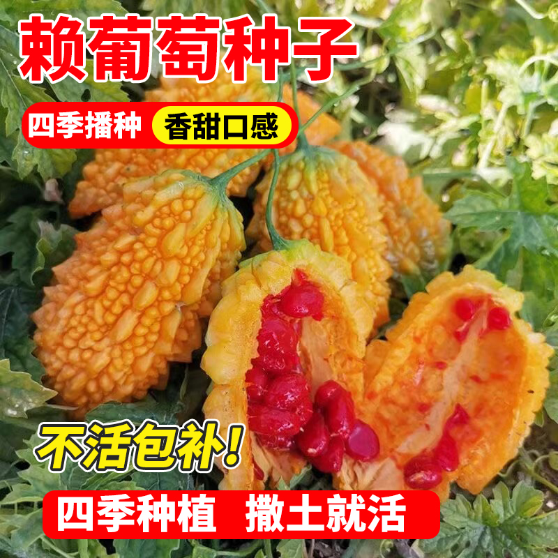 小濑瓜种子赖葡萄金铃子小癞瓜黄金小苦瓜庭院家庭种瓜果蔬菜种籽