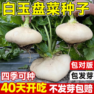 白玉盘菜种子阳台家庭小院四季农家高产盆栽玉盘菜头籽蔬菜种籽孑