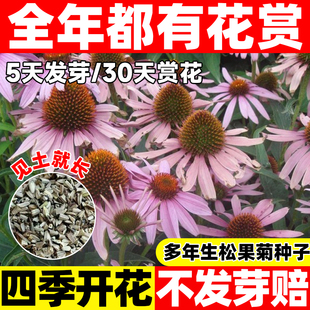 彩色松果菊种子宿根多年生紫锥菊花种籽子四季适合种院子里的花籽