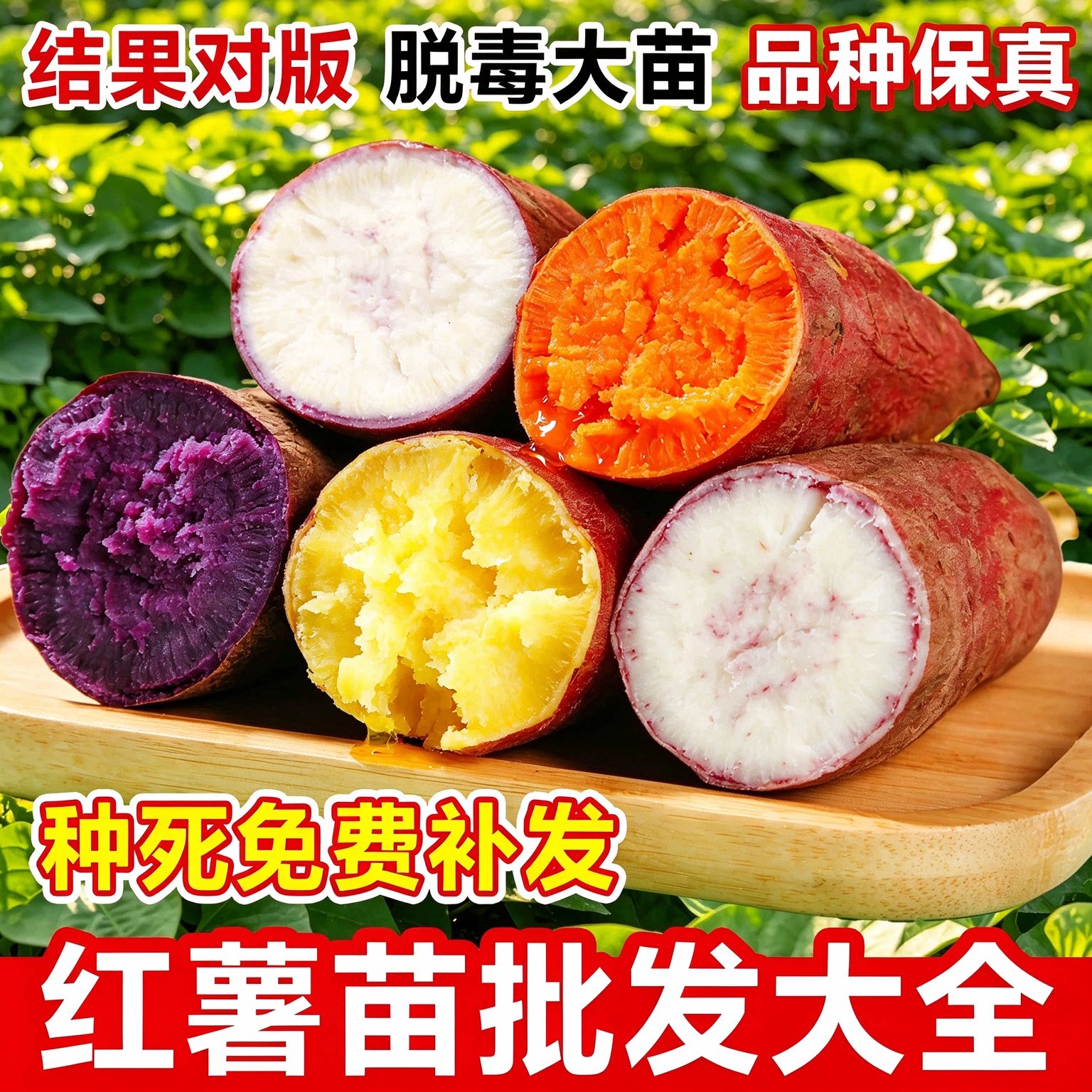 红薯苗秧烟薯25批发正宗西瓜红板