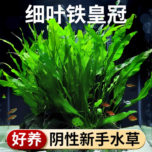 鱼缸水草植物水培植物和鱼共养