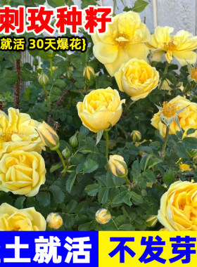 黄刺玫种子红刺玫四季种开花易活