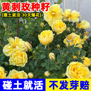 黄刺玫种子红刺玫四季种植开花易活当年新采种大花藤本玫瑰花种籽