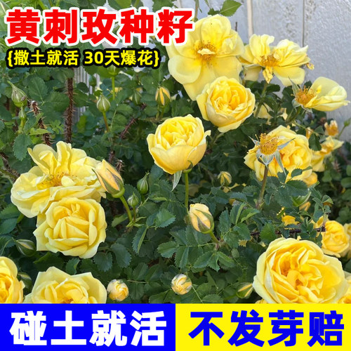 黄刺玫种子红刺玫四季种开花易活