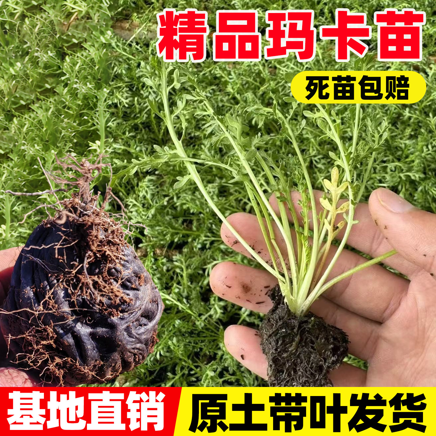 玛卡苗秘鲁玛咖苗四季种植早熟高产易成活白玛卡苗可盆栽黑玛卡苗