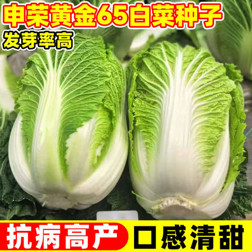 申荣黄金65白菜种子四季早熟