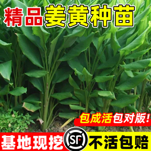 正宗姜黄种苗小黄姜苗生姜苗月子姜种子盆栽原杯原泥发货绿植盆栽