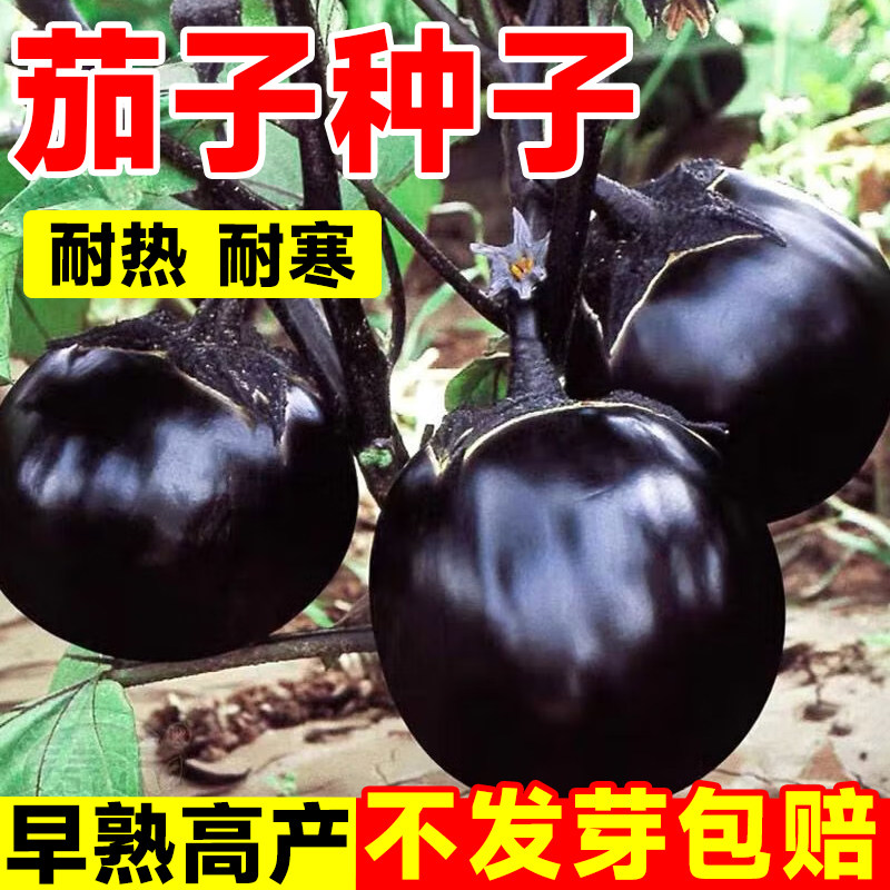 圆茄种籽高产茄子种子黑紫色蔬菜孑特大长茄杭茄秧苗四季阳台盆栽,鲜花速递/花卉仿真/绿植园艺,家庭园艺种子,淘宝优惠券,粉丝福利购,淘宝优惠卷