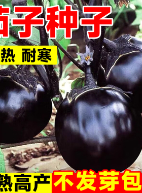 圆茄种籽高产茄子种子黑紫色蔬菜孑特大长茄杭茄秧苗四季阳台盆栽