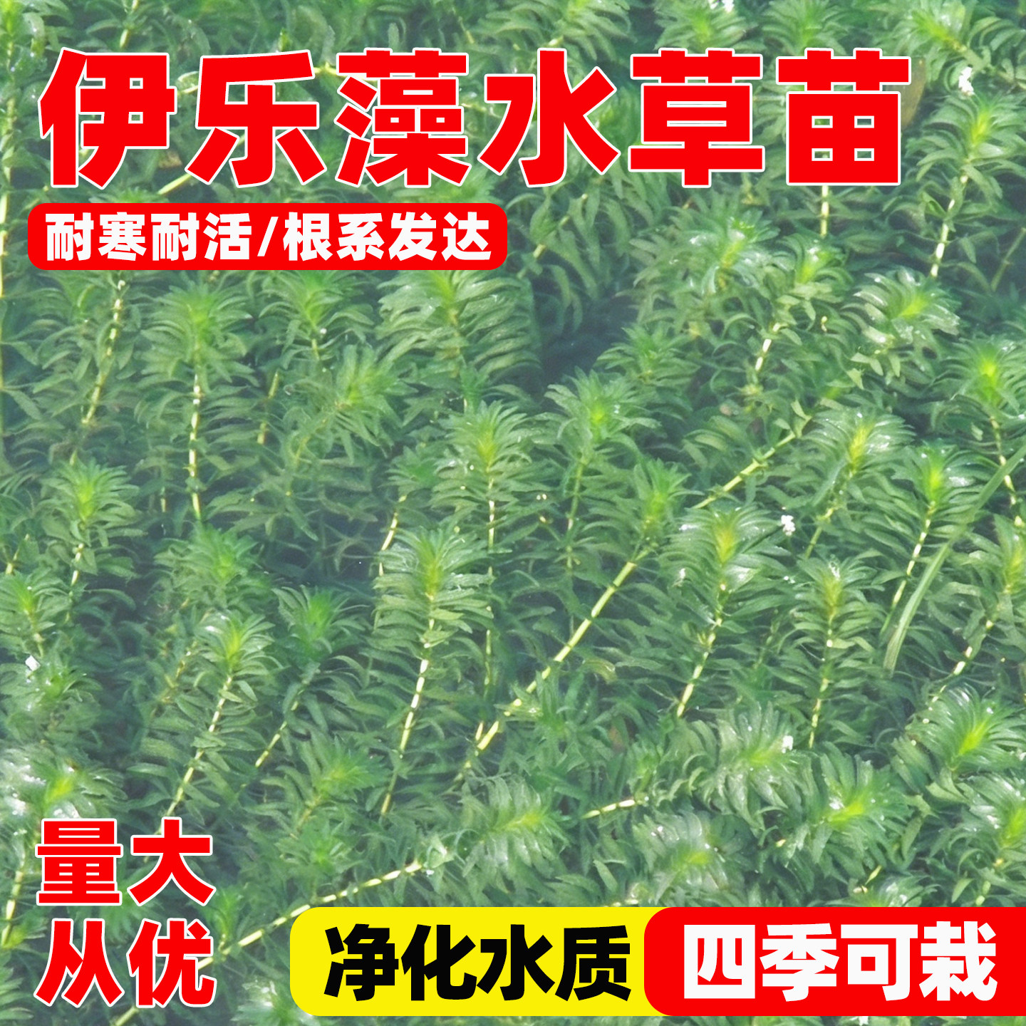 伊乐藻水草小龙虾养殖专用水草养鱼养虾养蟹水草净化水质鱼缸造景 - 实物图