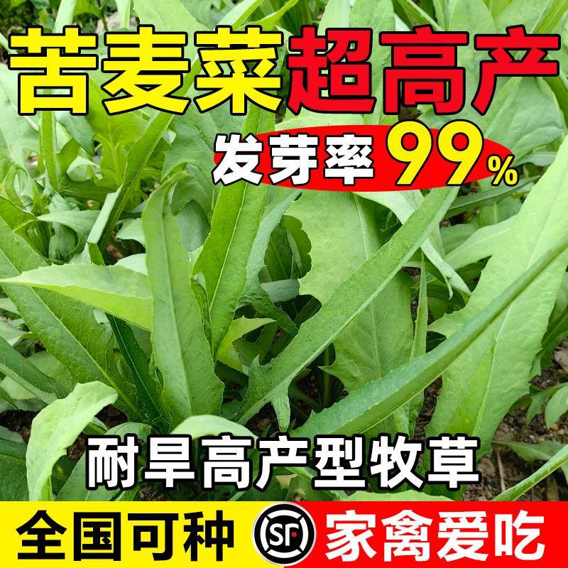 大叶牧草种子多年生苦麦菜种籽鹅菜种子四季苦麻菜猪鸡鸭鹅鱼草籽