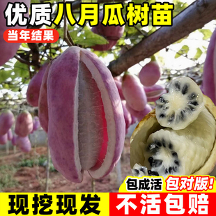 无籽八月瓜树苗盆栽八月炸瓜苗南北方种植果树苗当年结果带土树苗