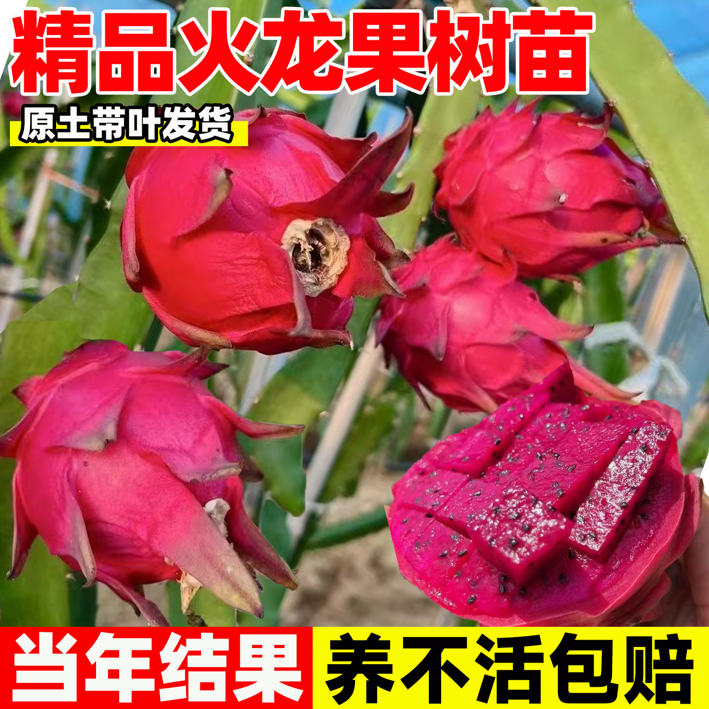 火龙果树苗果苗盆栽四季结果南北方种植白心金燕窝红心红肉火龙果