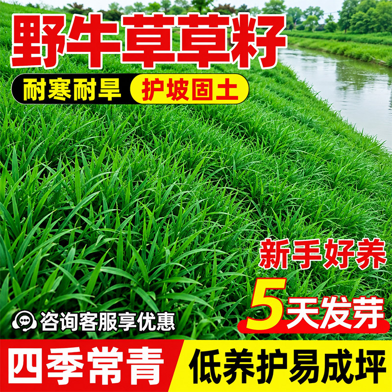 野牛草草籽多年生耐旱草坪草