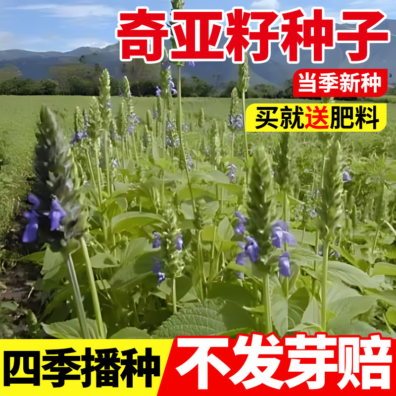 奇亚籽种子可食用种植中药材中草药四季盆栽秧苗籽蔬菜种子孑大全