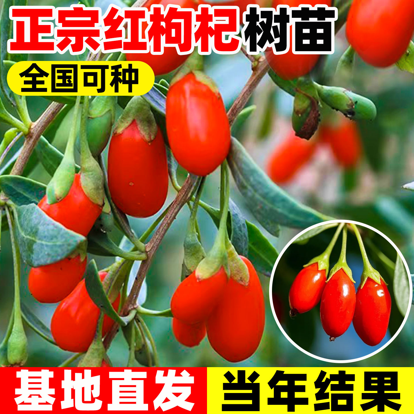 枸杞树苗老桩红黑枸杞苗阳台盆图片