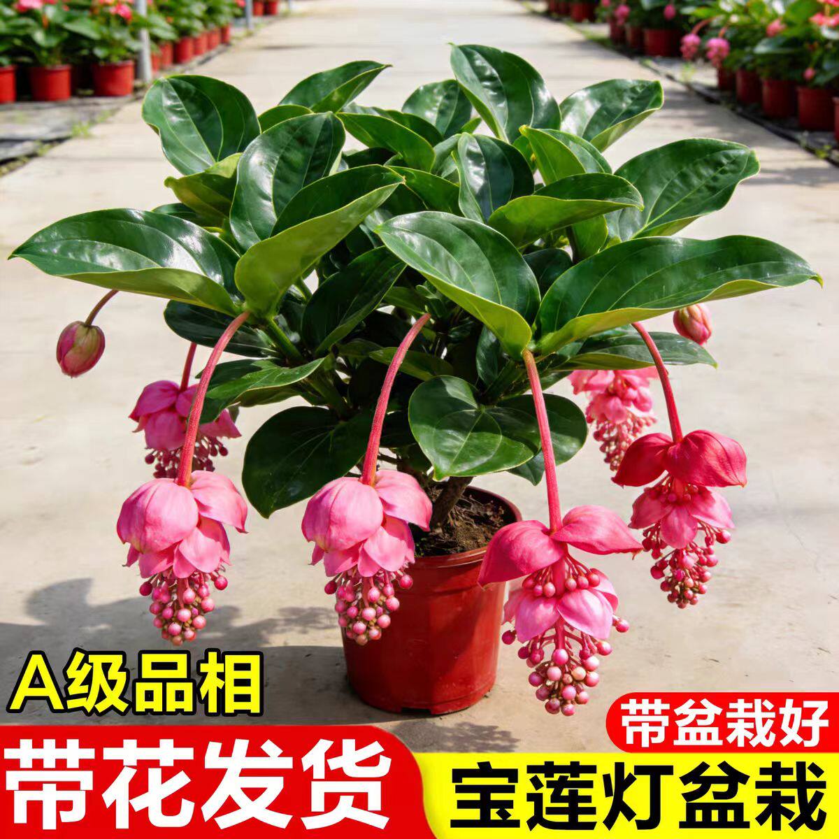 宝莲灯花大苗盆栽带花苞灯笼花室