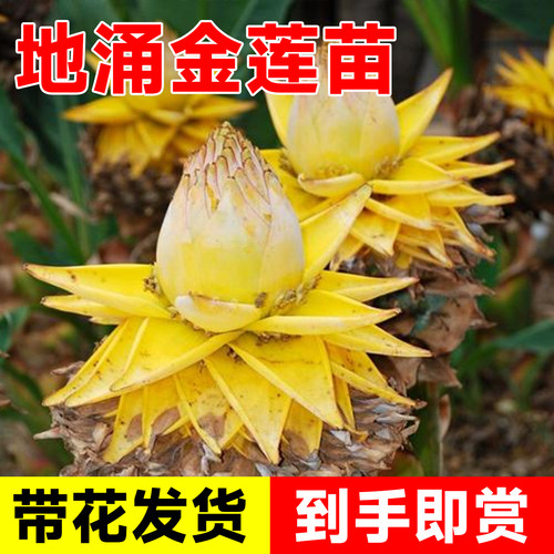 云南地涌金莲盆栽非红莲花卉
