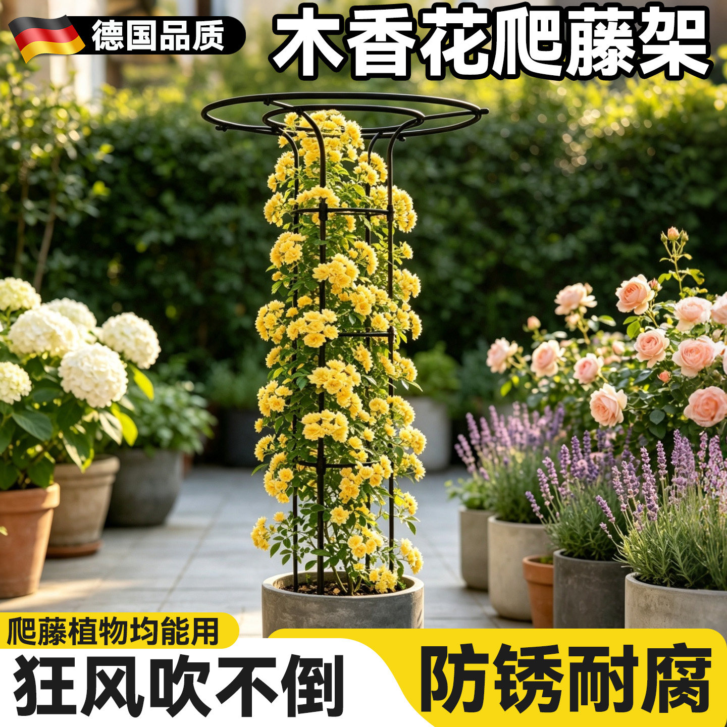 木香花爬藤架伞形月季花架植物支图片