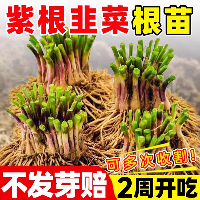 韭菜根苗独红种籽子室内阳