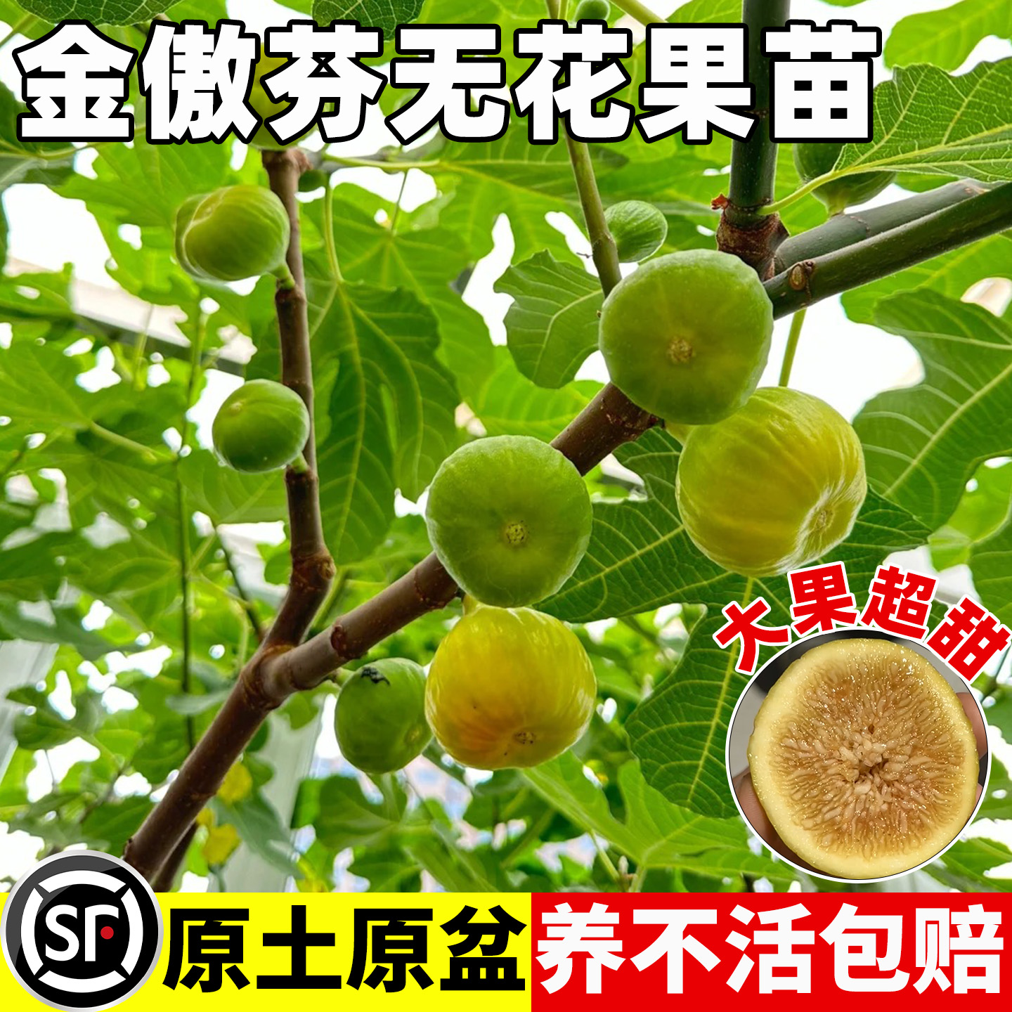 无花果树果苗金傲芬格莱斯南方