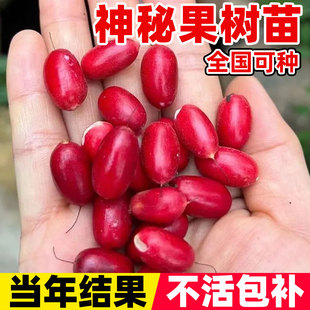 神秘果树苗四季开花当年结果变味果盆栽果树带叶带花带果树果树苗
