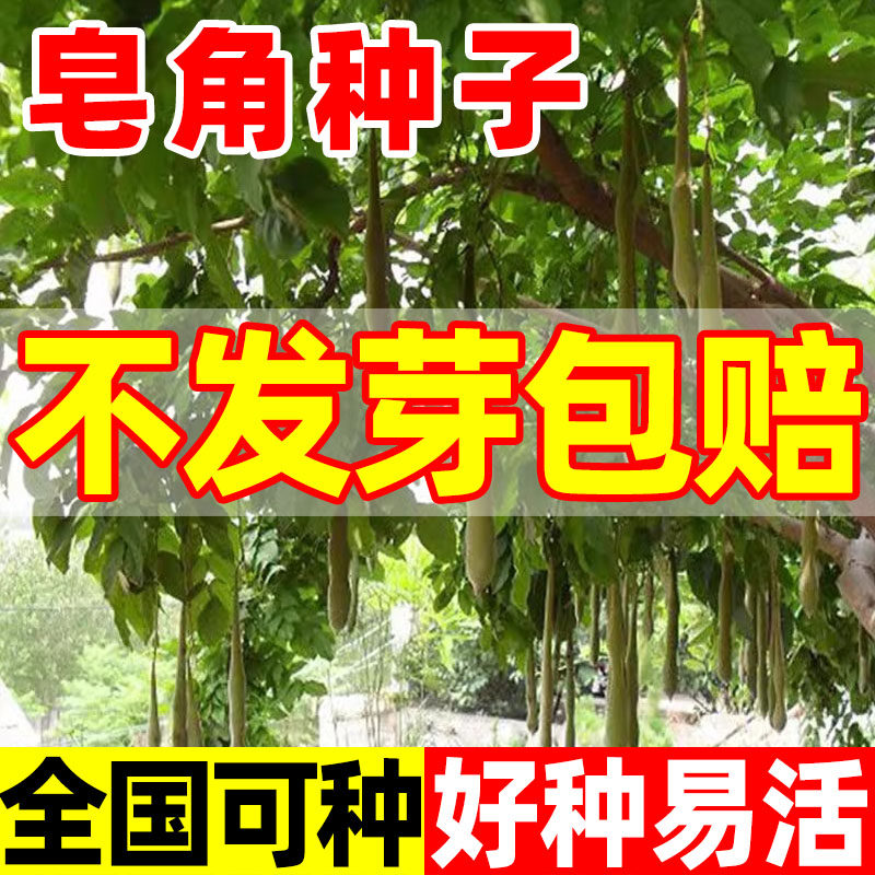 皂角种子中皂角新采大皂角刺树苗种子篱笆围栏皂荚皂角小皂角种子