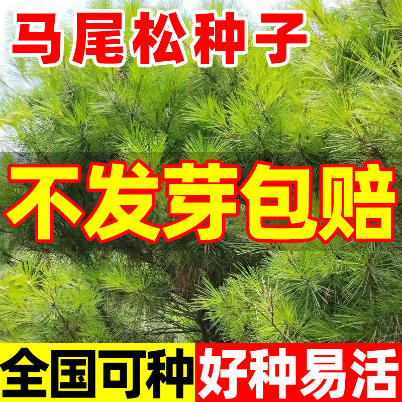 马尾松种子青松种籽山松种子枞松造林松树种子常绿乔木林木种子